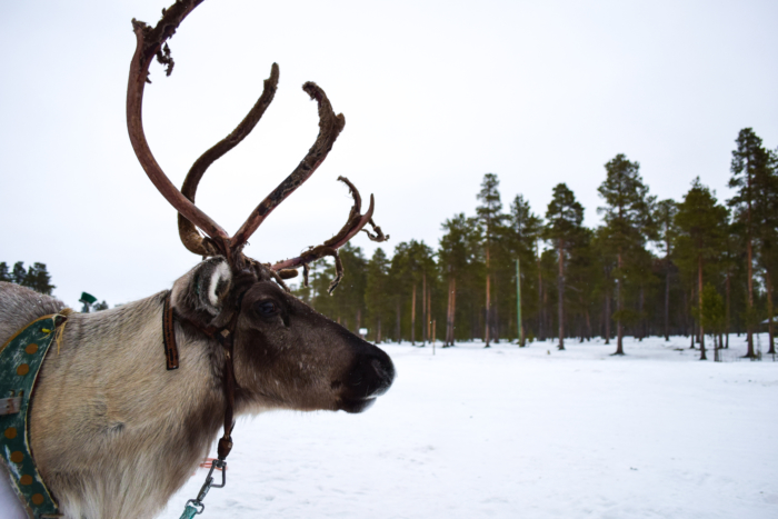 Finnish and Norwegian Lapland