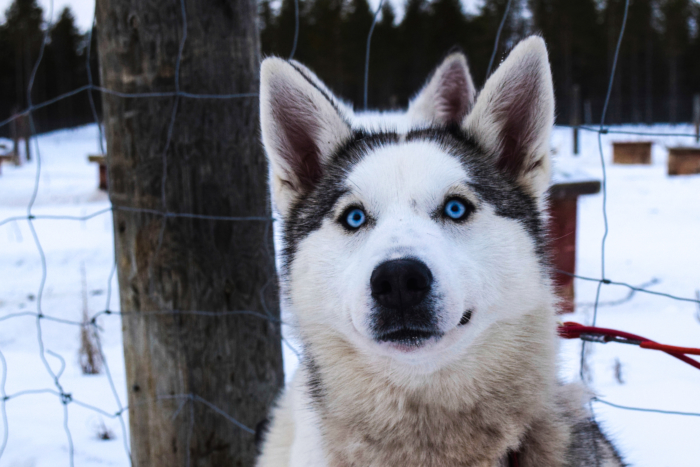 Finnish and Norwegian Lapland