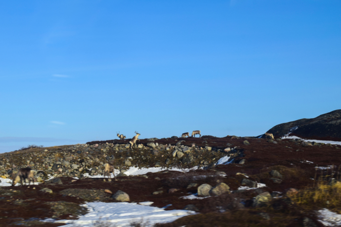 Finnish and Norwegian Lapland